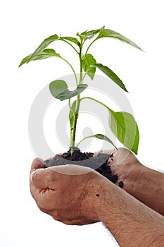 Man hands holding a plant.