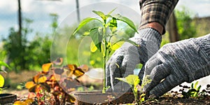 Man hands plant green eggplant seedling in pot closeup