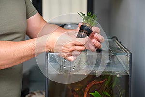 Man hands planting new water plant, Cryptocoryne Parva, in aquarium.