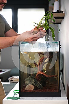 Man hands planting new water plant, cryptocoryne x willisii, in aquarium.