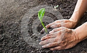 Man hands planting the young tree while working in the garden