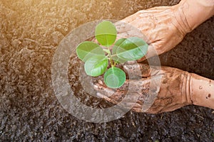 Man hands planting the young tree while working in the garden