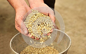 Man hands pouring wheat grains