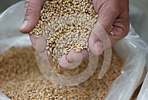 man hands pulling a handful of grain wheat with selective blur