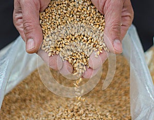 man hands pulling a handful of grain wheat with selective blur