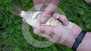 Man hands with sharp knife scrub scales of a wild crucian carp outdoor. Fisherman peel fish from scales after fishing