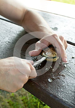 Man hands shucking oysters on picnic table