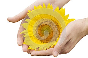 Man hands with sunflower