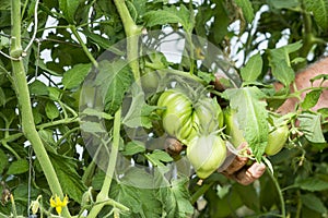 Man hands in tomatoes plants