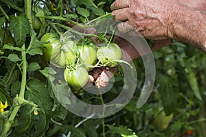 Man hands in tomatoes plants
