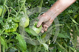 Man hands in tomatoes plants