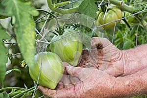 Man hands in tomatoes plants