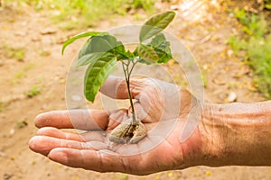 Man hands and yong plant