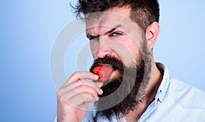 Man handsome strict face hipster with long beard try strawberry. Hipster enjoy juicy ripe red strawberry. Man