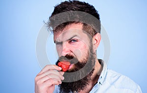 Man handsome strict face hipster with long beard try strawberry. Gastronomic pleasure. Desire concept. Oral