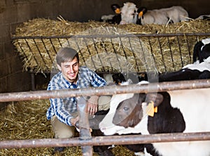 Man happily stroking cows