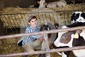 Man happily stroking cows