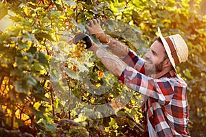 Man harvester cutting bunch of grapes in vineyard