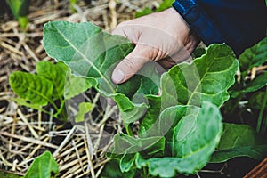 Man harvesting chard leaves, beta vulgaris cicla