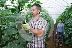 Man harvesting fresh green cucumbers in farm glasshouse