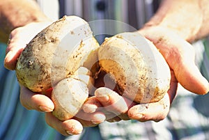 Man harvesting fresh potatoes in vegetable green garden