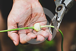 Man harvesting a garlic bulbil, new seeds