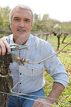 Man harvesting grape vines