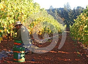 Man Harvesting Grapes