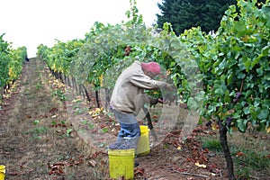 Man Harvesting Grapes