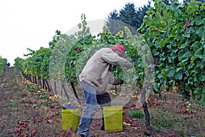 Man Harvesting Grapes