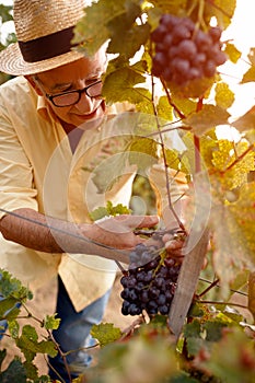 Man harvesting grapes for wine