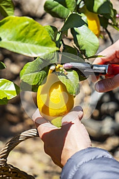 Man harvesting lemons from a tree