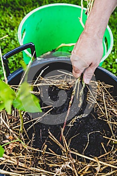 Man harvesting potato from a big plant pot