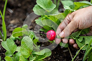 Man harvesting a red radish