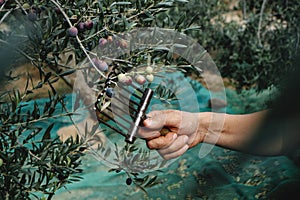 man harvesting some arbequina olives in Spain photo