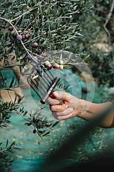a man is harvesting some ripe arbequina olives photo