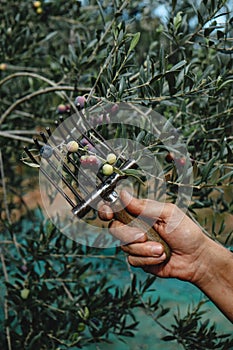 man harvesting some ripe olives in Catalonia, Spain