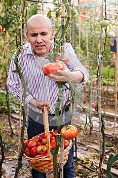 Man harvesting tomatoes