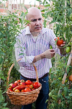 Man harvesting tomatoes