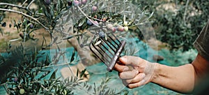 man harvests arbequina olives in Spain, banner