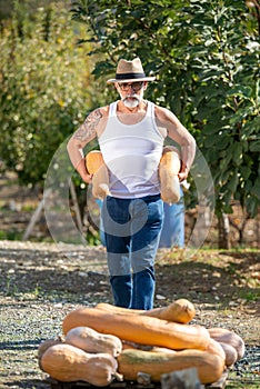 Man harvests big pumpkin from patch.