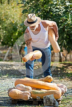 Man harvests big pumpkin from patch.