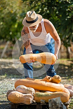 Man harvests big pumpkin from patch.