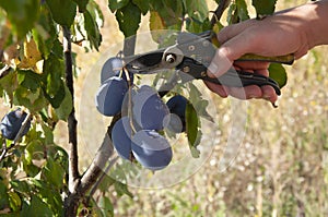 A man harvests blue plums. Harvesting