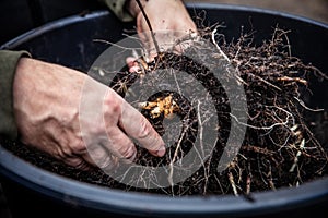 a man harvests fresh Jerusalem artichoke tubers