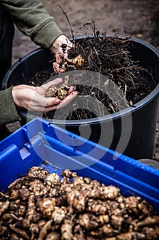 a man harvests fresh Jerusalem artichoke tubers