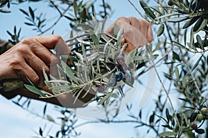 man harvests some olives using a comb-like tool