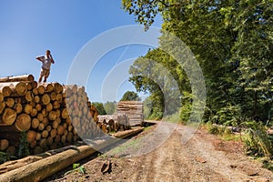 A man has climbed a huge pile of wood.