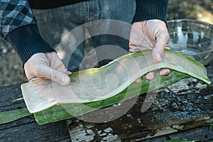 man has the inner gel from a leaf of aloe vera