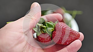 The man has a misshapen strawberries, shapeless strawberries with hormones